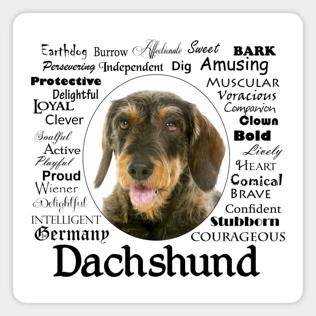 Wirehaired Dachshund Magnet by You Had Me At Woof